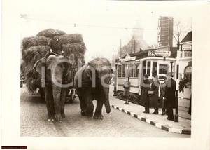 Fotografia d epoca originale 1942 WW2 HAMBURG, Elefanti al posto di trattore, tram 1