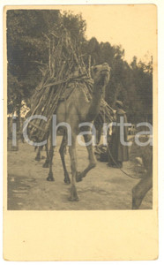 Fotografia d epoca originale 1943 ASMARA ERITREA Trasporto tradizionale con i dromedari Foto 14x9 cm 1