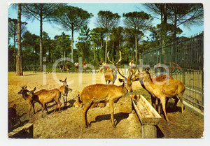 Cartolina originale da collezione 1970 ca CERVIA Cervi al Parco Naturale di MILANO MARITTIMA Cartolina VINTAGE FG 1