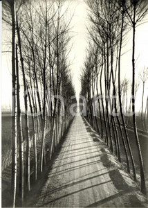 Cartolina originale da collezione 1960 ca TORVISCOSA UD Strada poderale con filari di pioppi Cartolina FG NV 1