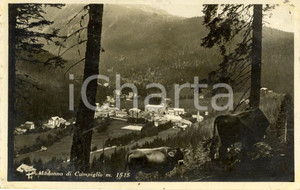 Cartolina originale da collezione 1930 ca MADONNA DI CAMPIGLIO (TN) Veduta paese con mucche al pascolo *FP NV 1