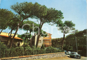 Cartolina originale da collezione 1968 CASTAGNETO CARDUCCI LI Frazione DONORATICO La pineta Cartolina FG VG 1