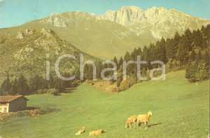 Cartolina originale da collezione 1979 PREALPI BERGAMASCHE Pecore al pascolo alla PRESOLANA Cartolina FG FG 1