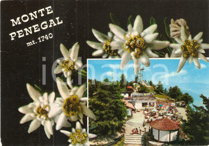 Cartolina originale da collezione 1972 DOLOMITI  MONTE PENEGAL Hotel Facchin e stelle alpine Cartolina FG VG 1