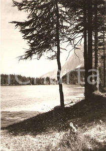 Cartolina originale da collezione 1957 TUENNO (TN) Scorcio del lago rosso di TOVEL *Cartolina FG VG 1