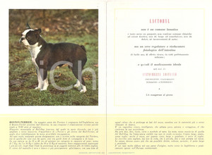 Materiale pubblicitario d’epoca 1956 MILANO Laboratori MAESTRETTI Lactobyl  Scheda Razza BOSTON TERRIER 13x20 1