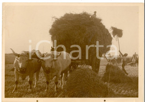 Fotografia d epoca originale 1938 FRANCIA Scena di mietitura tradizionale in campagna Foto COSTUME 1