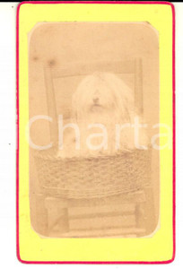 Fotografia d epoca originale 1880 ca Cane di razza BOLOGNESE nel suo cestino Fotografia VINTAGE RARA 1
