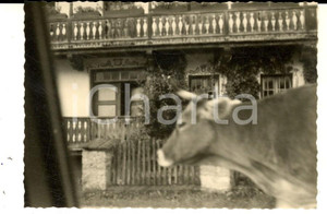 Fotografia d epoca originale 1960 ca SVIZZERA Mucca al pascolo in un villaggio tradizionale Foto VINTAGE 7x10 1