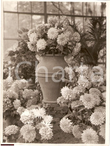 Fotografia d epoca originale 1937 Milano Triennale al Parco Mostra Crisantemo FOTO 1