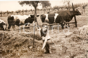 Fotografia d epoca originale 1970 ca CINEMA Attrice posa in un pascolo con mucche e tori Foto Agenzia GRANATA 1