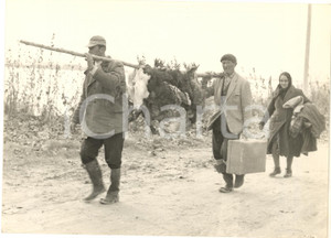 1957 ALLUVIONE POLESINE CA' ZULIANI Famiglia porta in salvo gli animali *Foto Fotografia d'epoca. CONDIZIONI: G (lieve piegatura al margine superiore)FORMATO: 18x13 cm      originale e autentica 1