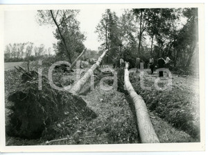 1957 GRANDINATA A LEINI (TO) Alberi sradicati dalla tempesta *Fotografia 18x13