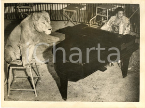 1953 LONDON - BERTRAM MILLS CIRCUS Winifred ATTWILL playing piano in lion's cage Fotografia d'epoca con didascalia coeva al verso. CONDIZIONI: GFORMATO: 20x15 cm     originale e autentica 1