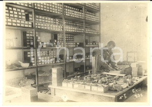 Fotografia d epoca originale 1935 ca BATUMI GEORGIA Stazione piante subtropicali  Laboratorio 4 Foto 1