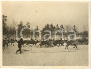 Fotografia d epoca originale 1935 Ex URSS  Penisola di KOLA  Mandria di renne in corsa Foto 24x18 1