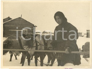 Fotografia d epoca originale 1935 LOVOZERO URSS Segretario del Comitato distrettuale con il bestiame Foto 1