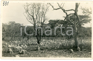 1930 ca CONGO BELGE - KATANGA - TermitiÃ¨res *Photo LÃ©opold GABRIEL 331 Fotografia originale d'epoca, con timbro del fotografo al verso.FOTOGRAFO: L&eacute;opold Gabriel - Panda - Katanga  GOOD/buono  Formato: 14x9 cm originale e autentica 1