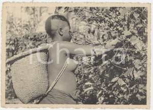 Cartolina originale da collezione 1940 ca CONGO BELGE  KIVU Cueillette cafÃ© arabica par BanyaBongo Carte postale 1