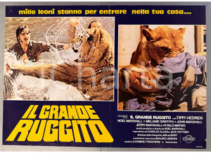 1981 Tippi HEDREN Noel MARSHALL "Il grande ruggito" *Fotobusta 66x46 cm Fotobusta originale d'epoca. POOR/danneggiato piegatura centrale d'epoca; fori di affissione; smussatura marginale Formato: 66x46 cm originale e autentica 1