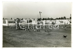 1930 ca TRIPOLITANIA Zona di SIDI MESRI Allevamento di polli - Foto 17x11 cm Fotografia originale d'epoca, con didascalia al verso. GOOD/buono  Formato: 17x11 cm originale e autentica 1