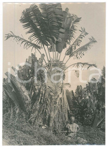 Fotografia d epoca originale 1935 ca MADAGASCAR  AGRICOLTURA  Lavoro in una piantagione Foto 3 1