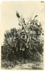 1930 ca CONGO BELGE - FLORA - Cactus ^Photo L. GABRIEL 104 Fotografia originale d'epoca.FOTOGRAFO: L&eacute;opold Gabriel - Panda - Katanga  POOR/danneggiato piegature; abrasioni al lato destro; piccola mancanza angolare Formato: 9x14 cm originale e autentica 1