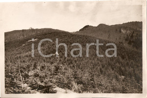 Fotografia d epoca originale 1930 POPPI AR Rimboschimento località BATTILOCCHIO  Foto 2 1