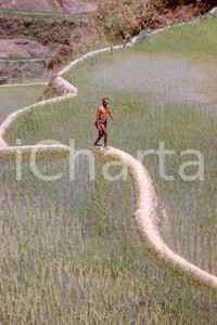 MAY 1963 Life in China - rice crops *35mm vintage slide 7 Diapositiva originale, in formato 35 mm.Per i diritti rivolgersi a ICharta.ICharta mette in vendita, sul negozio eBay e in esclusiva sul sito "icharta" il proprio archivio composto da numerose diapositive e negativi fotografici d'epoca, tutti originali e autentici.Si tratta di uno sguardo inedito sull'attualità, la politica, la vita quotidiana, il gossip e la cultura, che fotografa il cambiamento della nazione (e non solo) tra il 1890 ed il 1990 circa. Un'occasione unica per il mercato del collezionismo, che vede finalmente disponibile un archivio eccezionale per vastità, tematiche e condizioni, in un settore (il negativo fotografico e la diapositiva) di assoluta novità e dalle interessanti prospettive di investimento. CONDIZIONI:FAIR/discretoFORMATO: 35mm originale e autentica 1