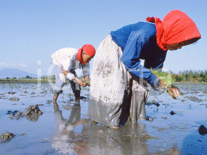 MAY 1963 Life in China - rice crops *35mm vintage slide 8 Diapositiva originale, in formato 35 mm.Per i diritti rivolgersi a ICharta.ICharta mette in vendita, sul negozio eBay e in esclusiva sul sito "icharta" il proprio archivio composto da numerose diapositive e negativi fotografici d'epoca, tutti originali e autentici.Si tratta di uno sguardo inedito sull'attualità, la politica, la vita quotidiana, il gossip e la cultura, che fotografa il cambiamento della nazione (e non solo) tra il 1890 ed il 1990 circa. Un'occasione unica per il mercato del collezionismo, che vede finalmente disponibile un archivio eccezionale per vastità, tematiche e condizioni, in un settore (il negativo fotografico e la diapositiva) di assoluta novità e dalle interessanti prospettive di investimento. CONDIZIONI:FAIR/discretoFORMATO: 35mm originale e autentica 1