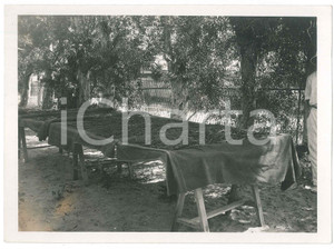 Fotografia d epoca originale 1935 ca MADAGASCAR  AGRICOLTURA  Raccolta della vaniglia Foto 18x13 1