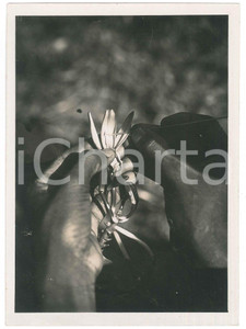 Fotografia d epoca originale 1935 ca MADAGASCAR  AGRICOLTURA  Impollinazione della vaniglia Foto 1