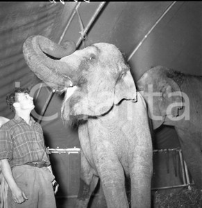 1953 BRESCIA inserviente del Circo Togni con gli elefanti NEGATIVO ORIGINALE 1 Nel negativo il Circo Darix TogniNegativo originale in bianco e nero su pellicola.  E' SEVERAMENTE VIETATA LA RIPRODUZIONE.TUTTI I DIRITTI SONO RISERVATI.ICharta mette in vendita, sul negozio eBay e in esclusiva sul sito "icharta" il proprio archivio composto da numerose diapositive e negativi fotografici d'epoca, tutti originali e autentici.Si tratta di uno sguardo inedito sull'attualità, la politica, la vita quotidiana, il gossip e la cultura, che fotografa il cambiamento della nazione (e non solo) tra il 1890 ed il 1990 circa. Un'occasione unica per il mercato del collezionismo, che vede finalmente disponibile un archivio eccezionale per vastità, tematiche e condizioni, in un settore (il negativo fotografico e la diapositiva) di assoluta novità e dalle interessanti prospettive di investimento. CONDIZIONI:FAIR/discretoFORMATO: cm 6 x 6 originale e autentica 1