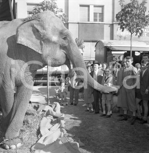 1953 BRESCIA elefante del Circo alla catena con spettatori NEGATIVO ORIGINALE Nel negativo il Circo Darix TogniNegativo originale in bianco e nero su pellicola.  E' SEVERAMENTE VIETATA LA RIPRODUZIONE.TUTTI I DIRITTI SONO RISERVATI.ICharta mette in vendita, sul negozio eBay e in esclusiva sul sito "icharta" il proprio archivio composto da numerose diapositive e negativi fotografici d'epoca, tutti originali e autentici.Si tratta di uno sguardo inedito sull'attualità, la politica, la vita quotidiana, il gossip e la cultura, che fotografa il cambiamento della nazione (e non solo) tra il 1890 ed il 1990 circa. Un'occasione unica per il mercato del collezionismo, che vede finalmente disponibile un archivio eccezionale per vastità, tematiche e condizioni, in un settore (il negativo fotografico e la diapositiva) di assoluta novità e dalle interessanti prospettive di investimento. CONDIZIONI:FAIR/discretoFORMATO: cm 6 x 6 originale e autentica 1