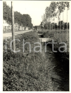Fotografia d epoca originale 1950 ca SUARDI PV Veduta di campagna con fosso irriguo  Foto artistica 1