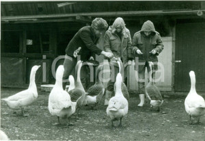 Fotografia d epoca originale 1981 SCHLOSS HAMBORN DE Alunni della WALDORFSCHULE nutrono le oche Foto 1