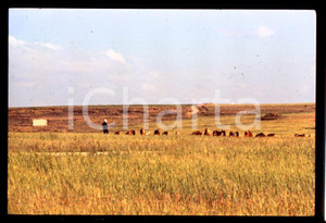 1966 GAZA shepherd at pasture DIAPOSITIVA ORIGINALE Positivo originale a colori, in formato 35mm.Per i diritti rivolgersi a ICharta.ICharta mette in vendita, sul negozio eBay e in esclusiva sul sito "icharta" il proprio archivio composto da numerose diapositive e negativi fotografici d'epoca, tutti originali e autentici.Si tratta di uno sguardo inedito sull'attualità, la politica, la vita quotidiana, il gossip e la cultura, che fotografa il cambiamento della nazione (e non solo) tra il 1890 ed il 1990 circa. Un'occasione unica per il mercato del collezionismo, che vede finalmente disponibile un archivio eccezionale per vastità, tematiche e condizioni, in un settore (il negativo fotografico e la diapositiva) di assoluta novità e dalle interessanti prospettive di investimento. CONDIZIONI:FAIR/discretoFORMATO: 35mm originale e autentica 1