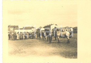 Fotografia d epoca originale 1930 ca MILANO Esposizione di cavalli Foto E. MONTESI 15x10 cm 2 1