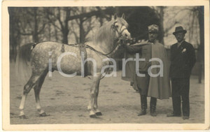 Fotografia d epoca originale 1930 MILANO Fiera  1 Mostra Nazionale Zootecnica  Cavallo Folgore Foto 1