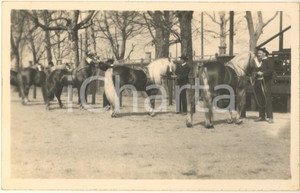 Fotografia d epoca originale 1930 MILANO Fiera  1 Mostra Nazionale Zootecnica  Cavalli aveglinesi Foto 1