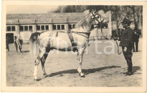 Fotografia d epoca originale 1930 MILANO Fiera  1 Mostra Nazionale Zootecnica  Cavallo Folgore  Foto 1