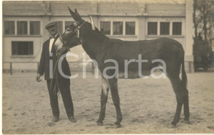 Fotografia d epoca originale 1930 MILANO Fiera  1 Mostra Nazionale Zootecnica  Asino dei Pirenei  Foto 1
