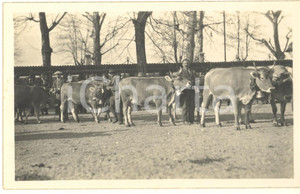 Fotografia d epoca originale 1930 MILANO Fiera 1 Mostra Nazionale Zootecnica  Bovini razza Bruna  Foto 1
