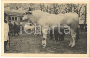 Fotografia d epoca originale 1930 MILANO Fiera  1 Mostra Nazionale Zootecnica  Toro razza chianina  Foto 1