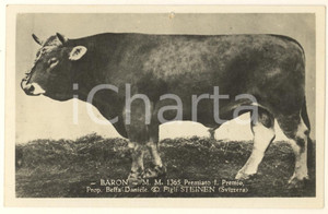 Cartolina originale da collezione 1930 ca ZOOTECNICA  STEINEN  Toro BARON Propr. Beffa Daniele  Cartolina 14x9 1