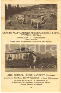 Cartolina originale da collezione 1930 ca SEEWEN CH Albergo Schwyzerhof  Allevamento razza svizzera Cartolina 1