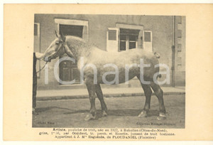 Cartolina originale da collezione 1925 ca BRETAGNE HIPPIQUE  PLOUDANIEL  ARTISTE pouliche de trait  Postcard 1