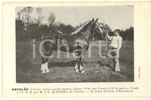 Cartolina originale da collezione 1926 BRETAGNE HIPPIQUE  HENNEBONT  NAPOLEO étalon postier breton  Postcard 1