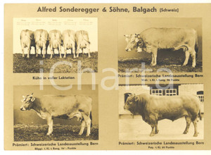 Cartolina originale da collezione 1930 ca BALGACH SCHWEIZ Ditta Alfred SONDEREGGER & Sohne  Bovini Cartolina 1