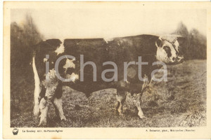 Materiale pubblicitario d’epoca 1930 ca FRANCE Syndicat Propagande Elevage de la Manche  Taureau race Normande 1